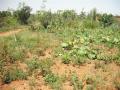 maraîchage de l'association Moné-Iré, Koro