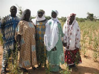 avec les femmes de l'associations  dans les champs de sésame