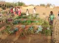 jardin maraîcher d'une école primaire